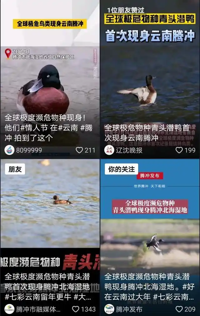 春节期间央视四度聚焦，腾冲融媒迎来最牛“开门红”！