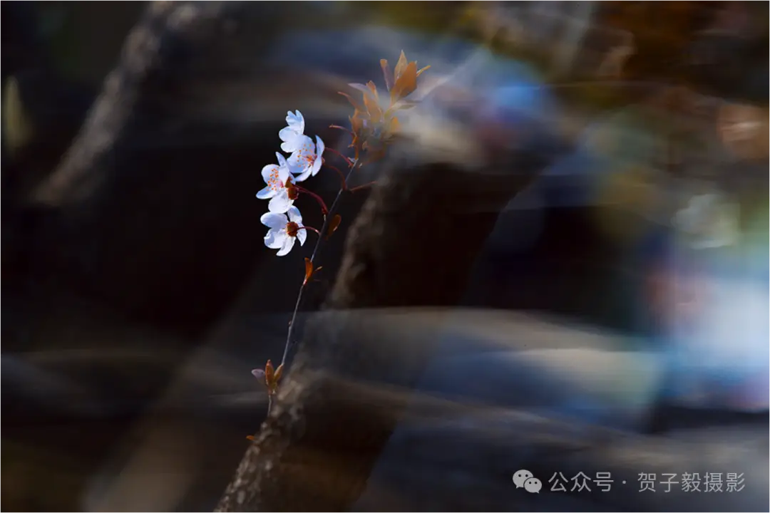 贺子毅 | 如何做个有灵魂的摄影人