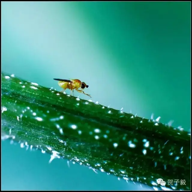 贺子毅 | 如何做个有灵魂的摄影人