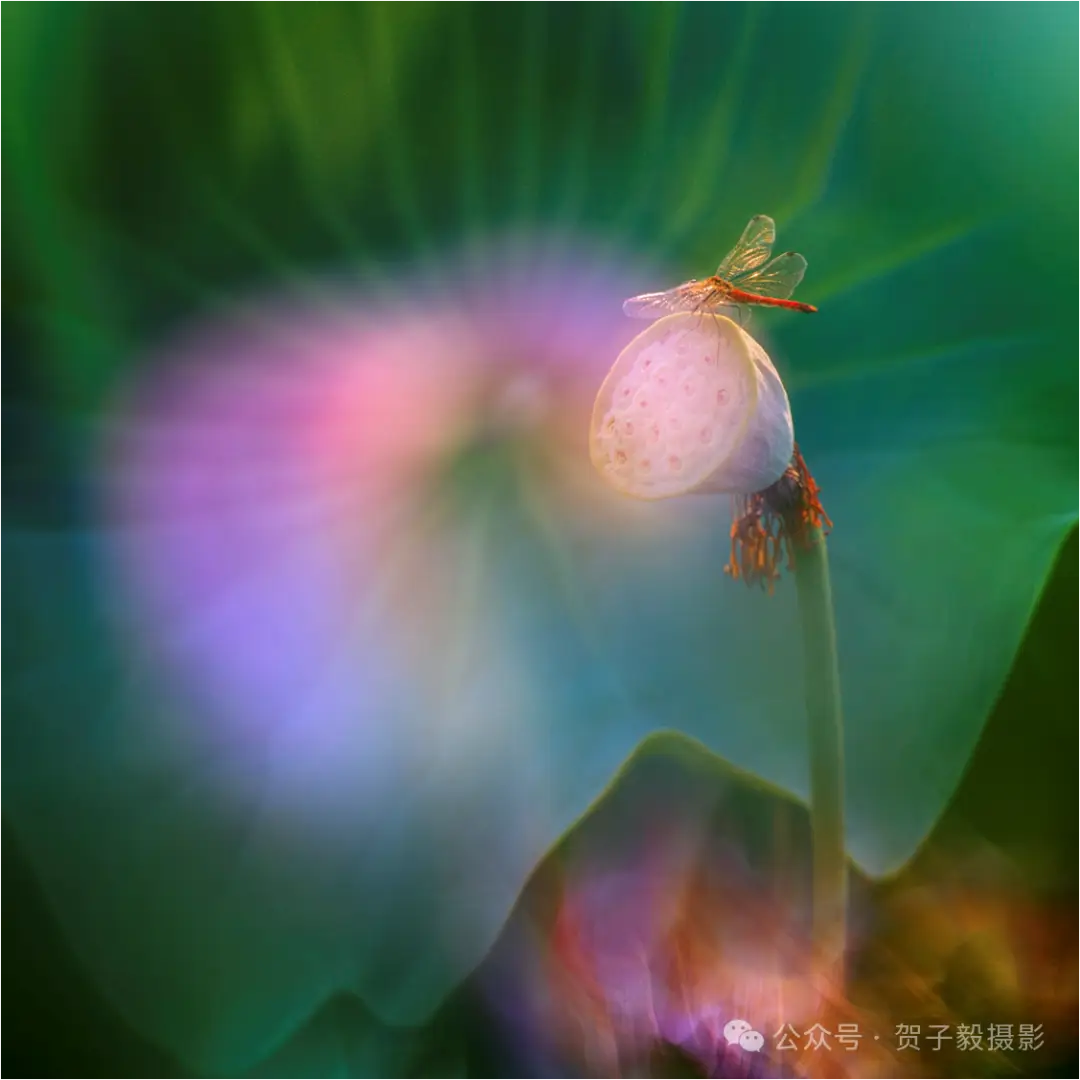 贺子毅 | 如何做个有灵魂的摄影人