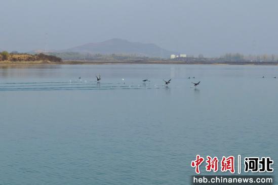 保定徐水区：多措并举为迁徙候鸟护航