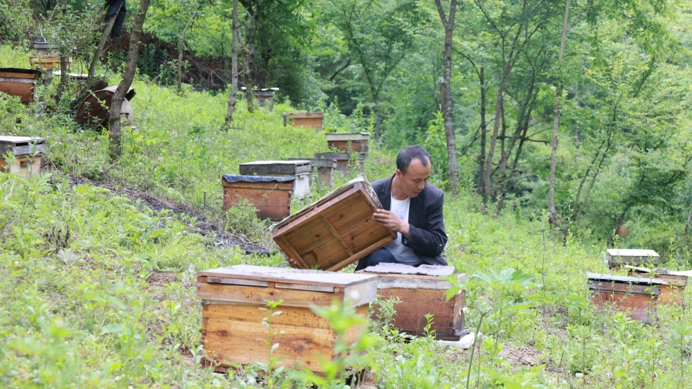 甘肃成县：“蜂”收路上的共富密码