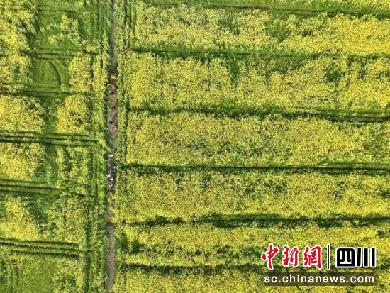 南充嘉陵：油菜花节文化旅游周启动  引来上万游客