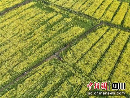 南充嘉陵：油菜花节文化旅游周启动  引来上万游客