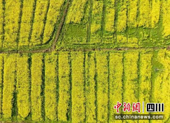 南充嘉陵：油菜花节文化旅游周启动  引来上万游客