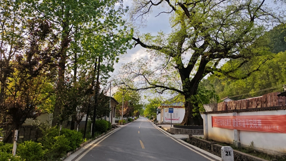 甘肃成县：马莲“绿丝带”织就群众“幸福结”