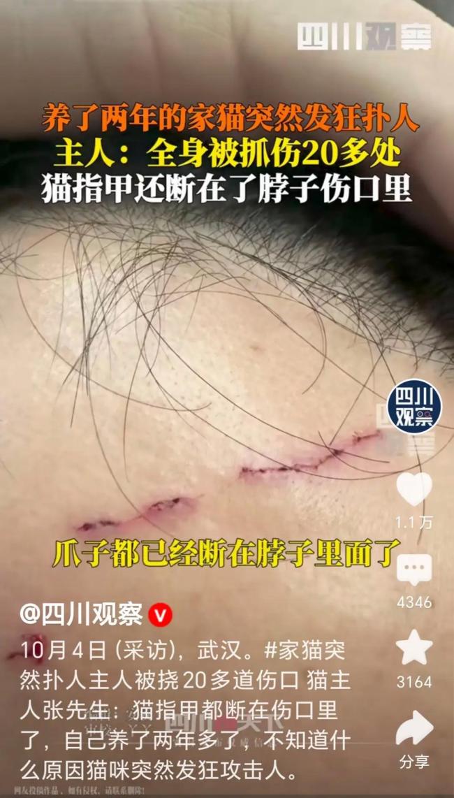 养了两年的家猫突然发狂攻击主人 法律责任与安全提醒