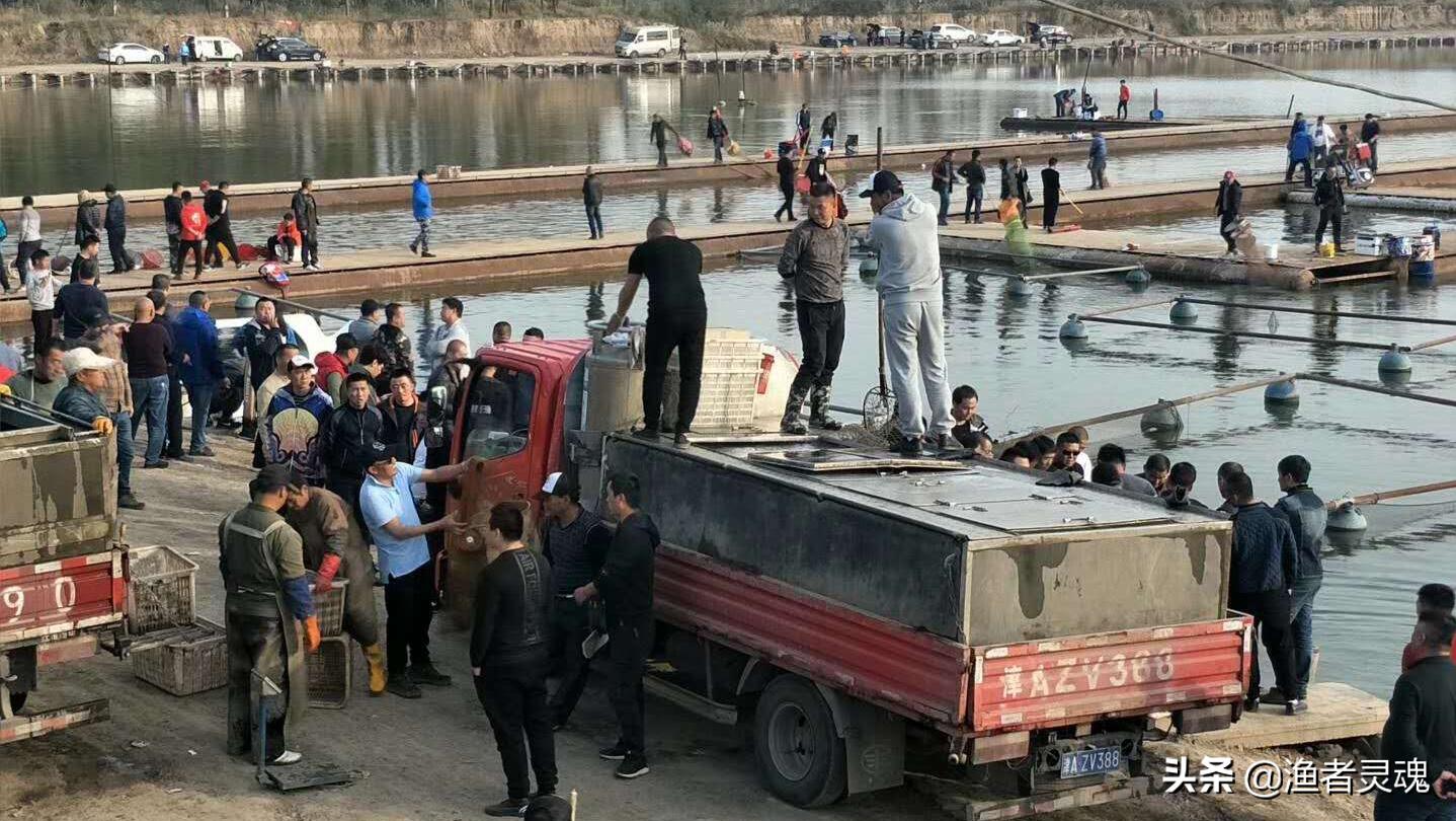 天津静海花园的鱼真的很好钓吗？解读静海花园垂钓难点