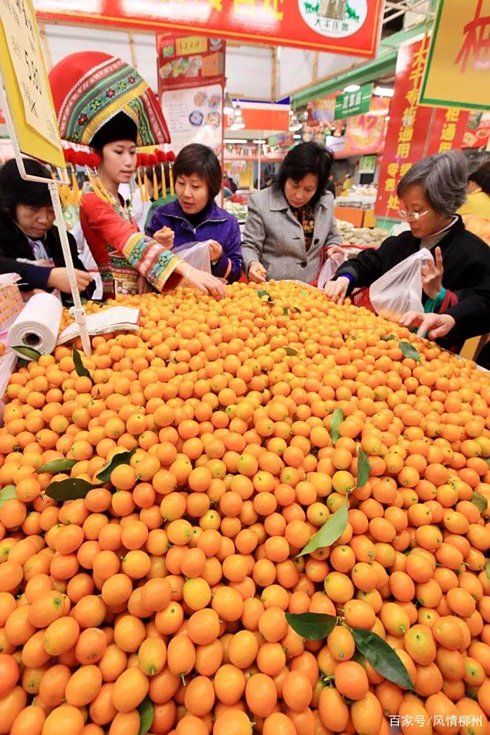 金桔飘香时，融安县第12届金桔文化旅游节将举行