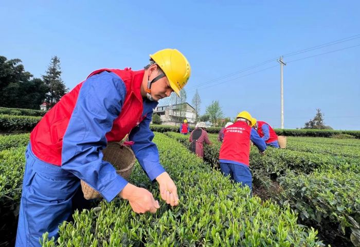 洪雅县青杠坪村：优质服务电“靓”茶乡
