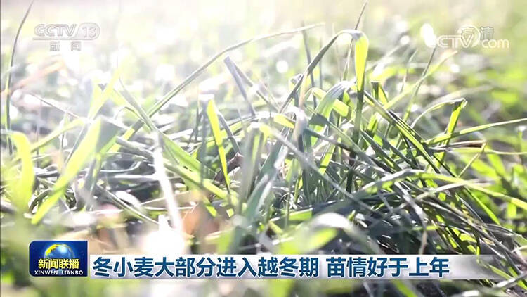 央媒看山东丨央视聚焦德州乐陵：冬小麦苗情好于往年，一二类苗比例超95％