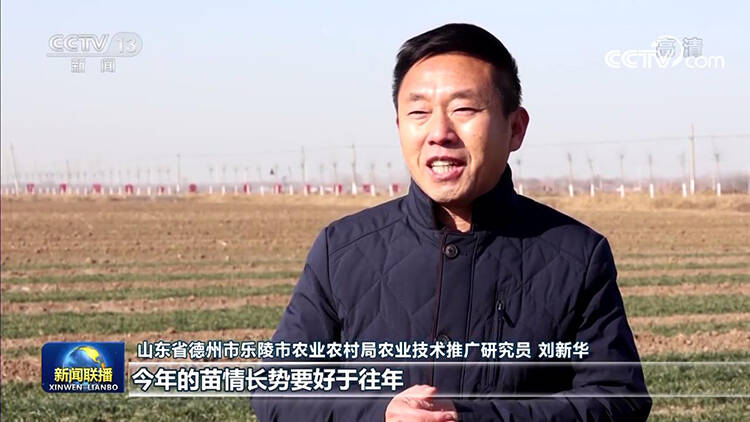央媒看山东丨央视聚焦德州乐陵：冬小麦苗情好于往年，一二类苗比例超95％