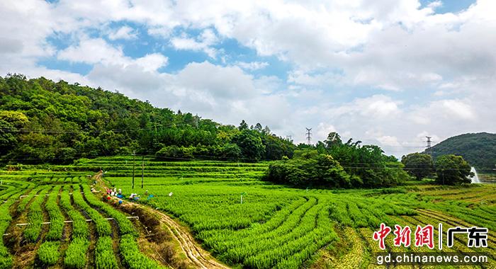 清远阳山：聚焦“百千万工程”多维发力特色产业