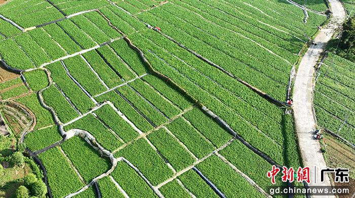 清远阳山：聚焦“百千万工程”多维发力特色产业