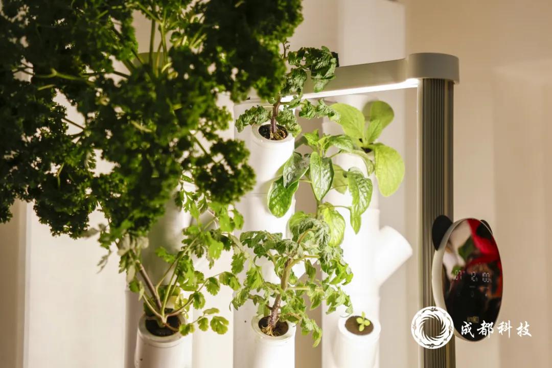 智能种植来了 在家也能拥有“菜园子”