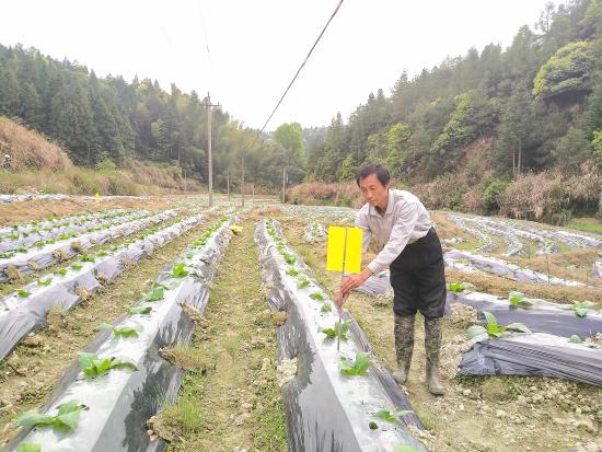 江西石城：推进绿色防控 打造美丽乡村