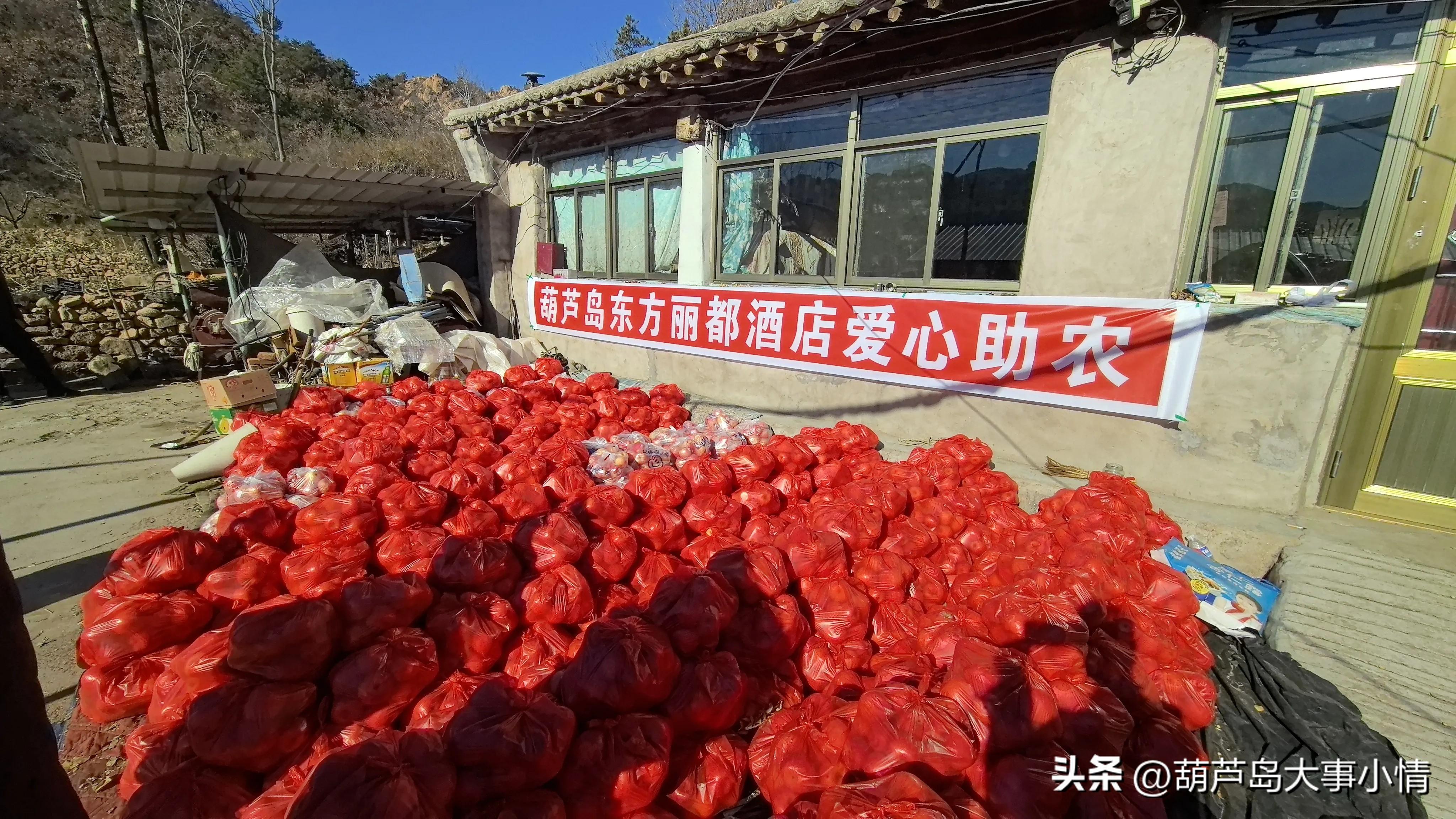 葫芦岛大事小情+广电直播助农卖苹果 一天卖掉万斤 果农致谢好心人