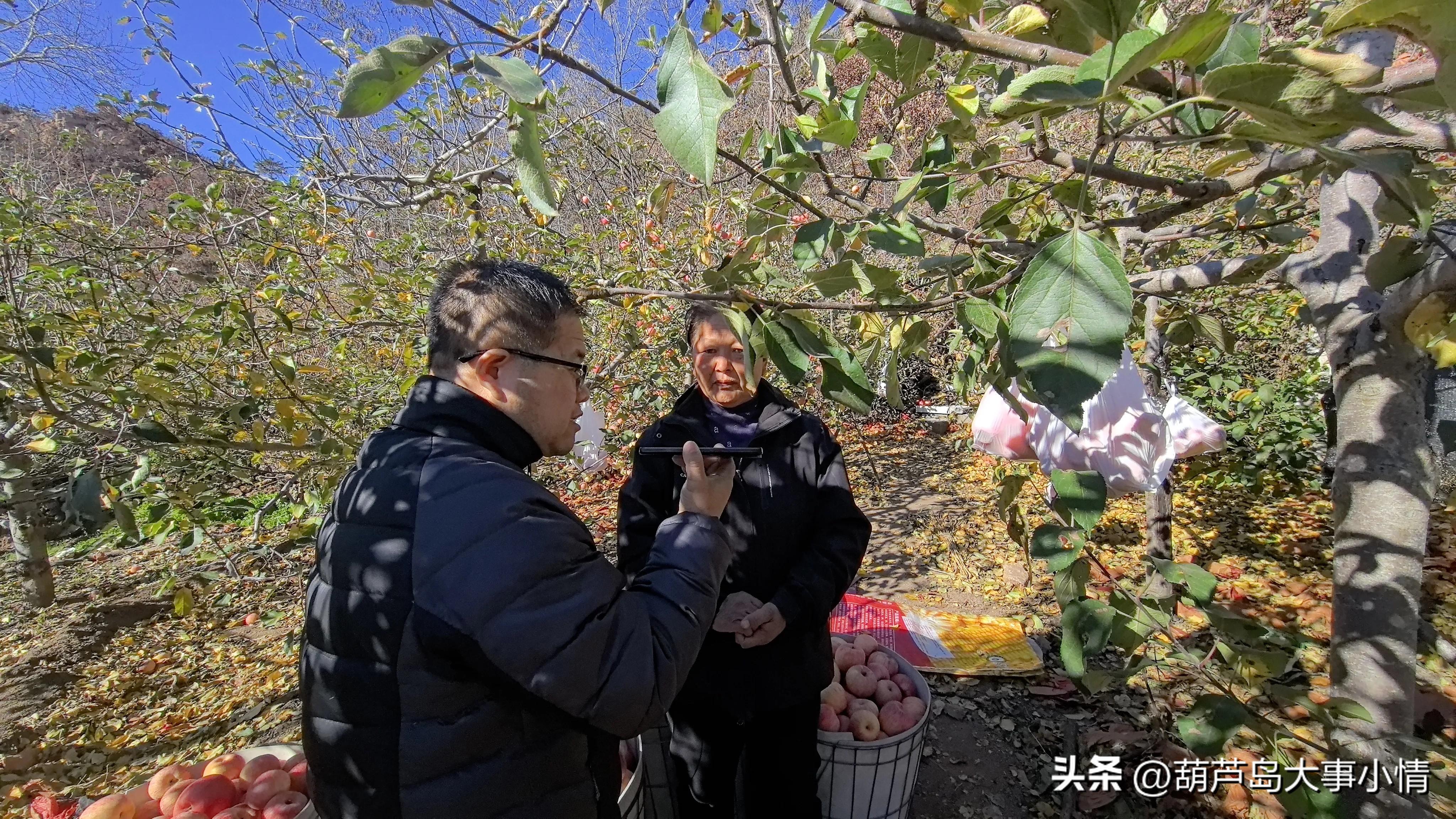 葫芦岛大事小情+广电直播助农卖苹果 一天卖掉万斤 果农致谢好心人