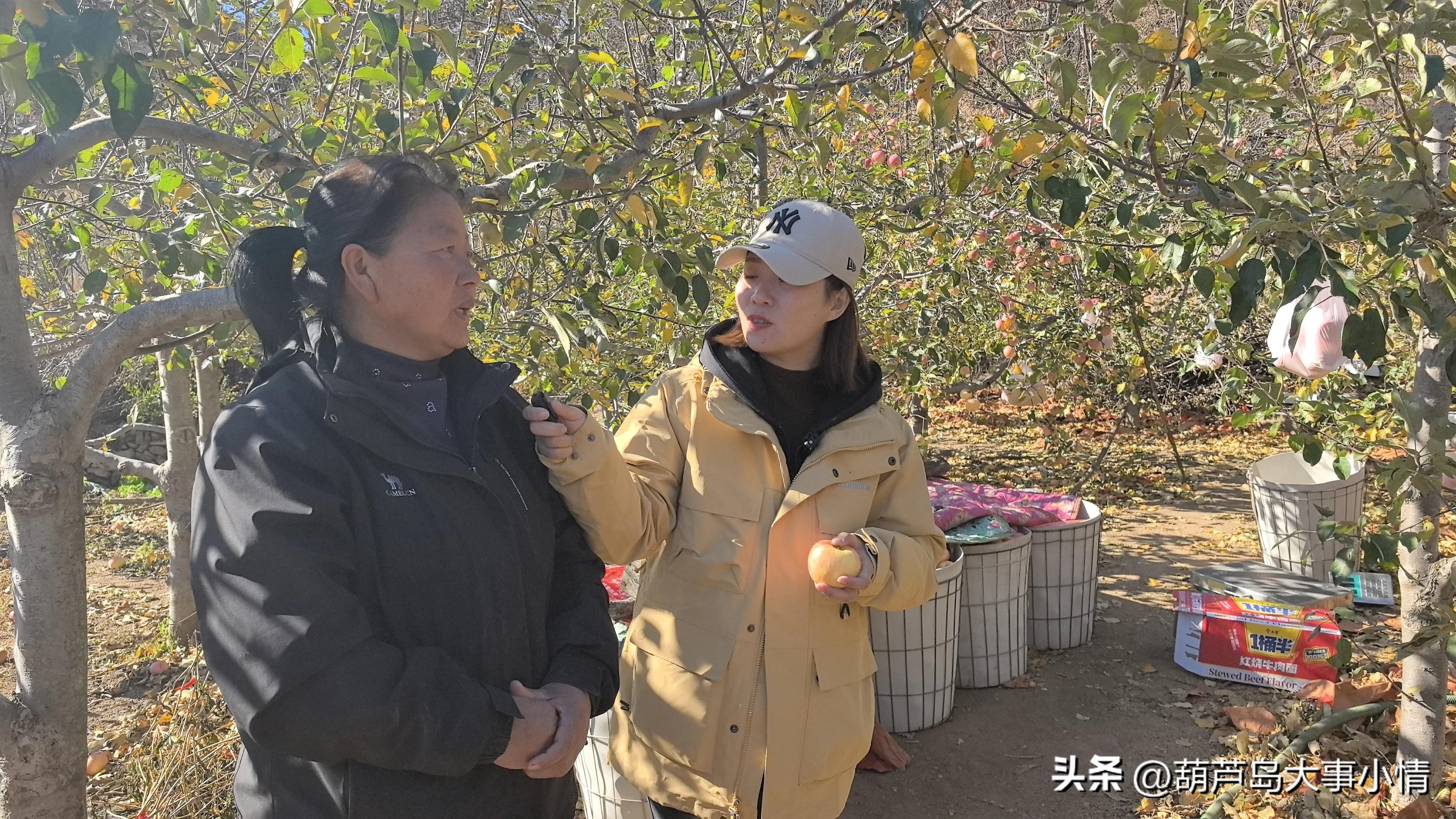 葫芦岛大事小情+广电直播助农卖苹果 一天卖掉万斤 果农致谢好心人