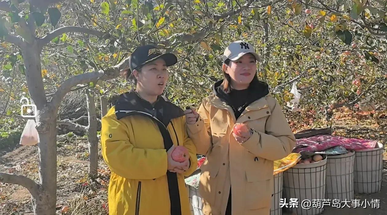 葫芦岛大事小情+广电直播助农卖苹果 一天卖掉万斤 果农致谢好心人
