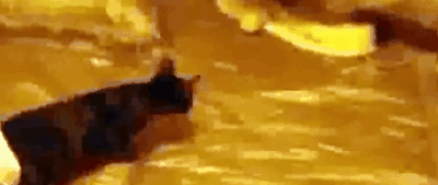 从“虐猫”到“杀人”，这起轰动一时的真实惨案，不忍再看第二遍
