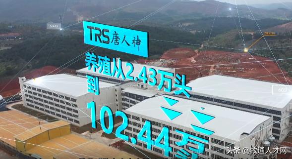 唐人神计划出栏生猪1000万头，被评“不抛弃不放弃每一个员工”