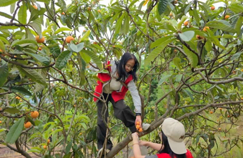 300斤枇杷一销而空 四川通江烟草“精准滴灌”帮扶解民忧