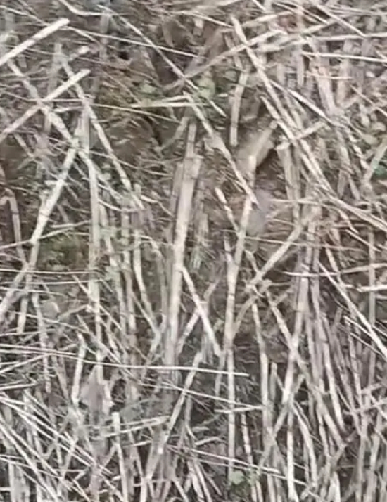 云南镇雄山体滑坡致47人被埋，村民称山体曾出现裂缝，“每天在地震”