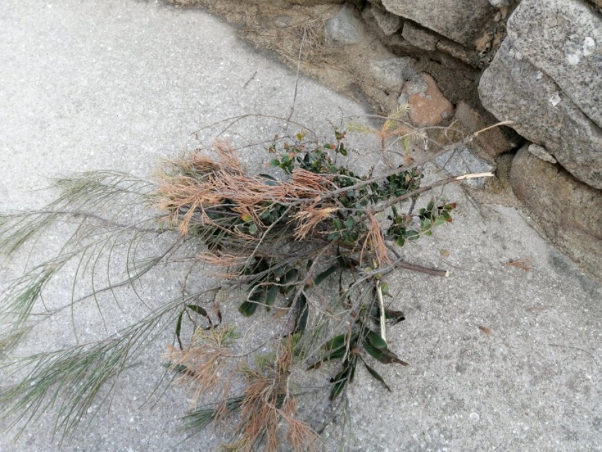 被遗忘的花之道