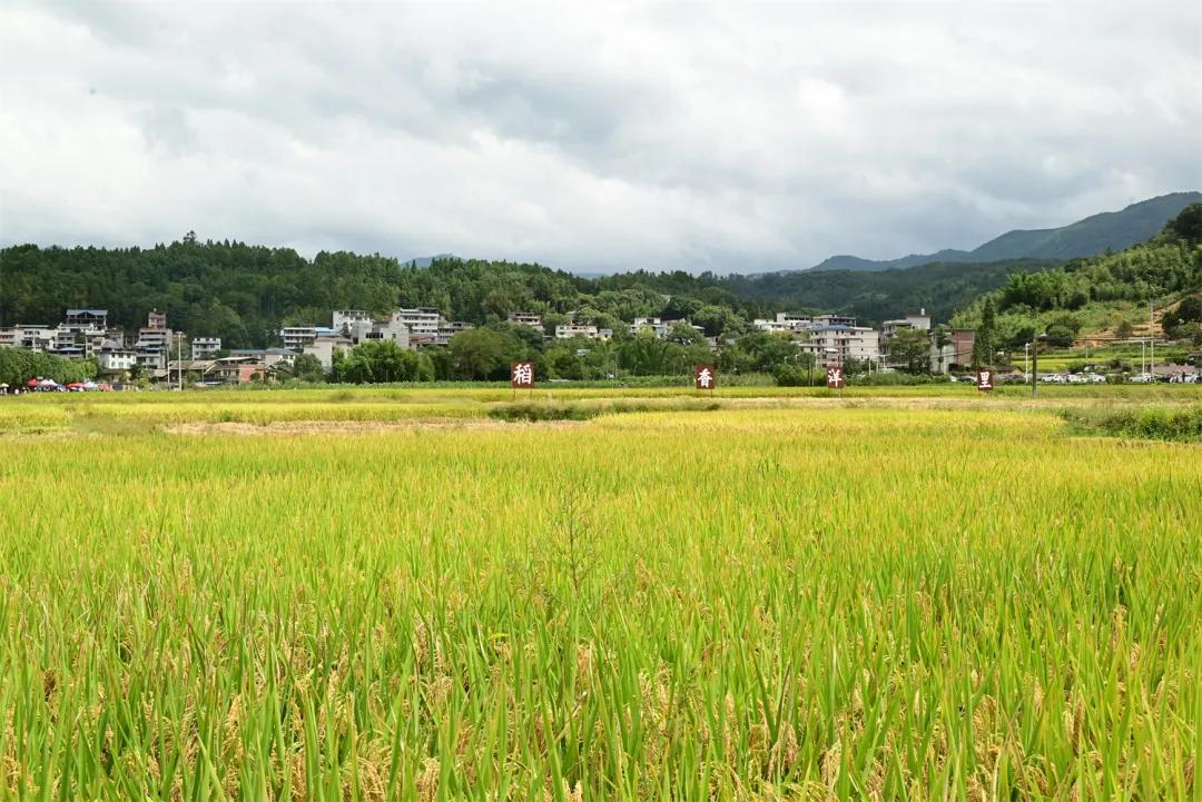 8天！85.8万人次！