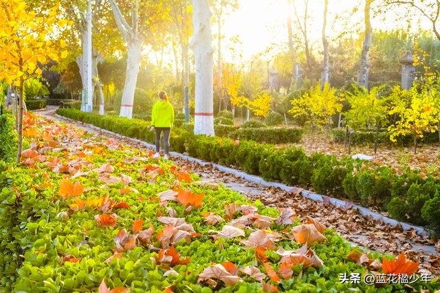 晋州:一座把鸭梨炼成“仙丹”的魔幻小城