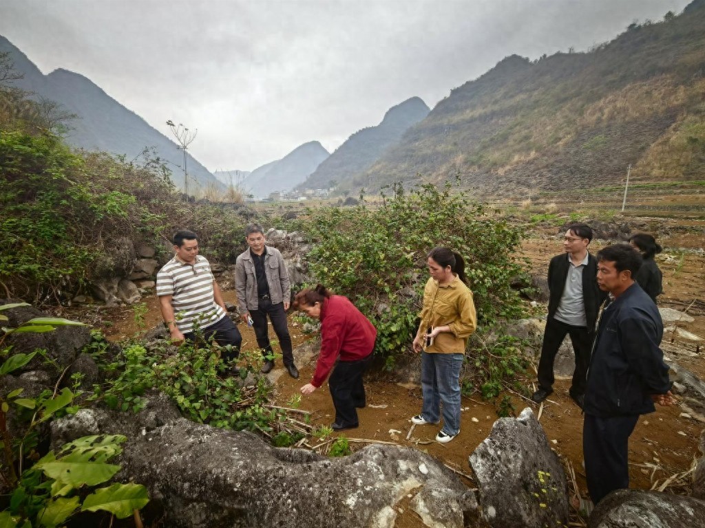 南宁市上林县木山乡人大:把脉金银花产业 为山区“野资源”寻产业化新路