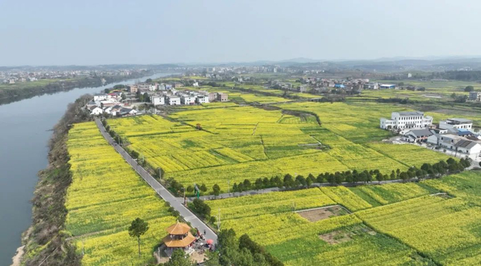 基层治理为什么需要“明白人”?耒阳湾村的故事说得很明白