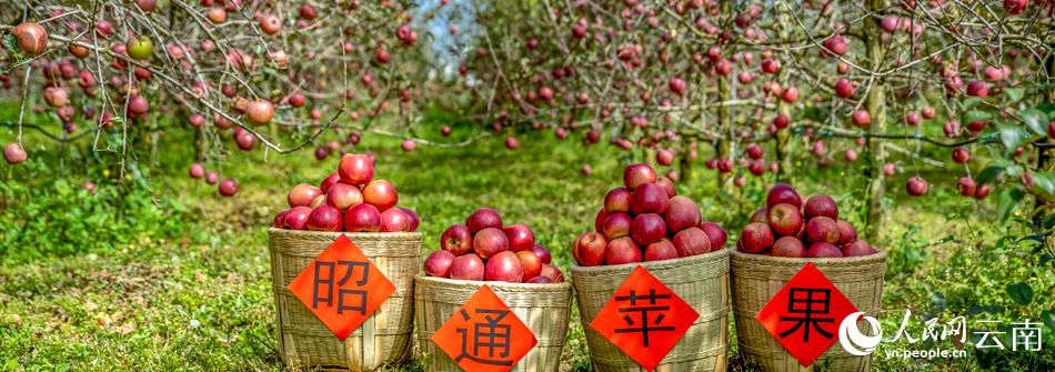行进中国｜曾经你说我丑，如今我“飞天”啦！【人民网】头条点赞云南昭通苹果产业高质量发展