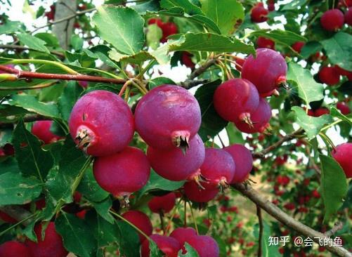 山西省忻州市河曲县农副产品介绍