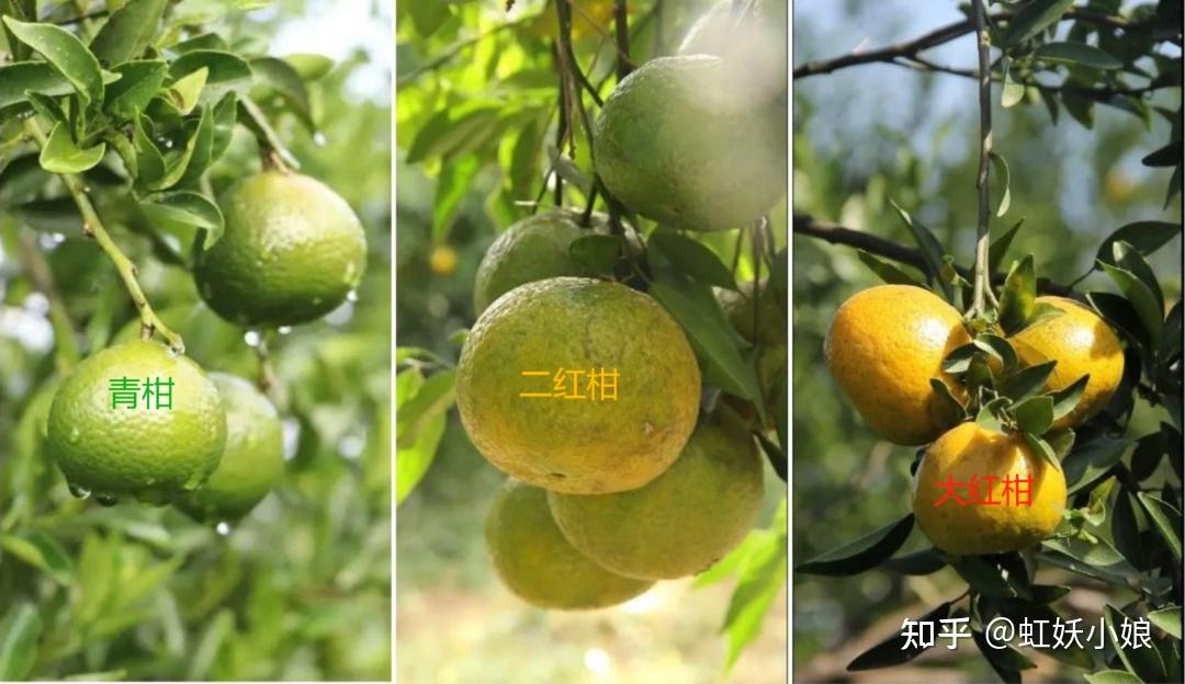 新会陈皮是智商税吗？新会陈皮和普通陈皮有什么区别？2025年正宗新会陈皮品牌推荐