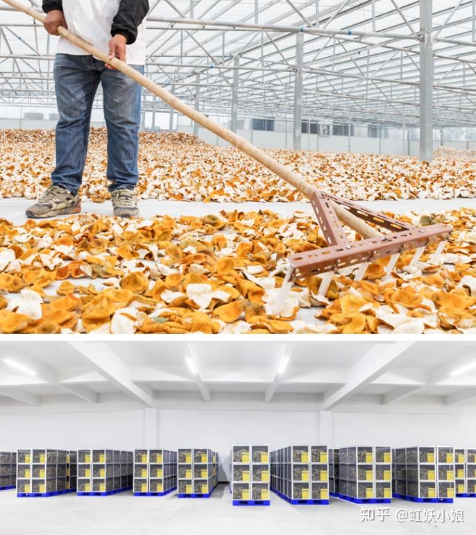 新会陈皮是智商税吗？新会陈皮和普通陈皮有什么区别？2025年正宗新会陈皮品牌推荐