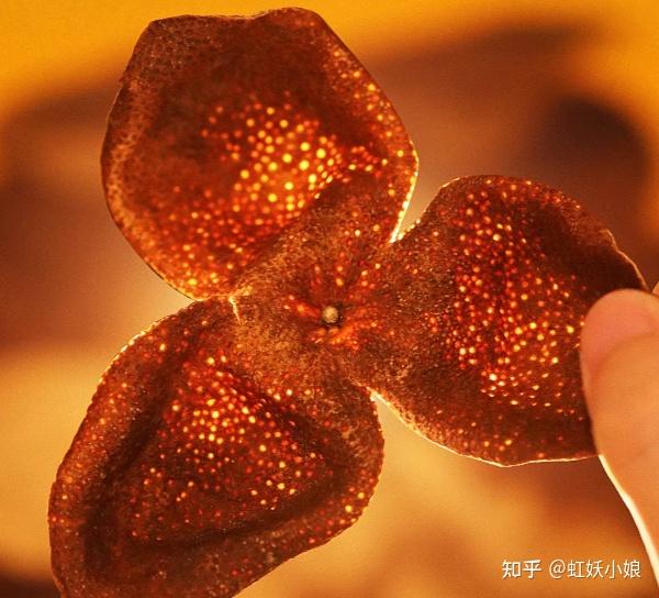 新会陈皮是智商税吗？新会陈皮和普通陈皮有什么区别？2025年正宗新会陈皮品牌推荐
