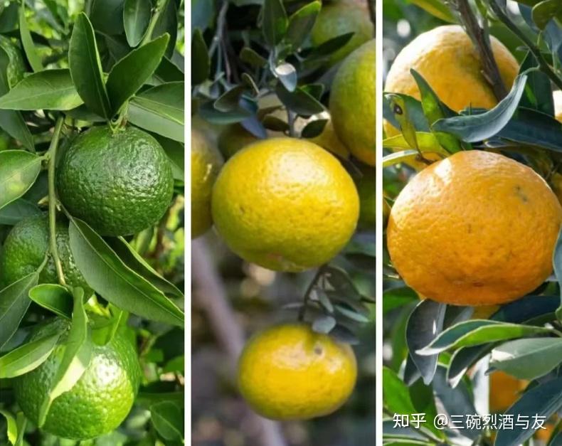 2025十大新会陈皮品牌推荐：新会陈皮好在哪？新会陈皮怎么选？柑润堂、侨宝、陈皮村等新会陈皮品牌推荐