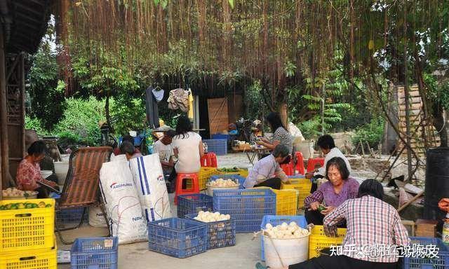 最新2022新会陈皮十大品牌排名榜产区排名（持续更新）