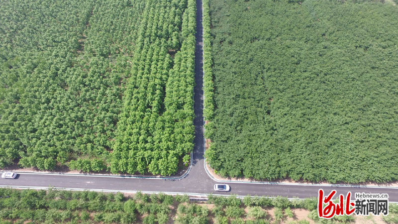 河北邯郸市峰峰矿区万亩秀林：美了环境 富了村民