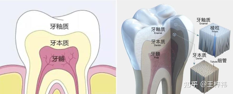 为什么长期刷牙，牙齿还是很黄？牙齿变黄的原因有哪些？