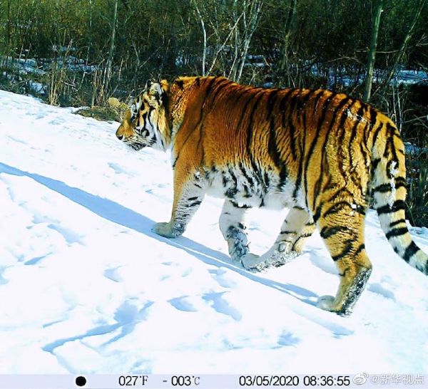 世界老虎日将至，我们爱的大猫还好吗？