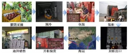 鲁商新动能｜国家农产品物流工程中心“保鲜术”，助力蒙阴蜜桃远渡重洋