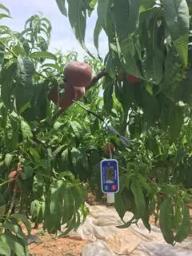 鲁商新动能｜国家农产品物流工程中心“保鲜术”，助力蒙阴蜜桃远渡重洋