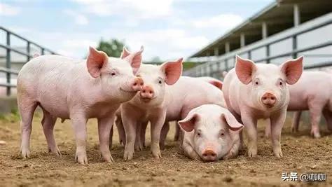 明日猪价开门红！2月1日止跌企稳，4省上涨，养殖户该出手吗？