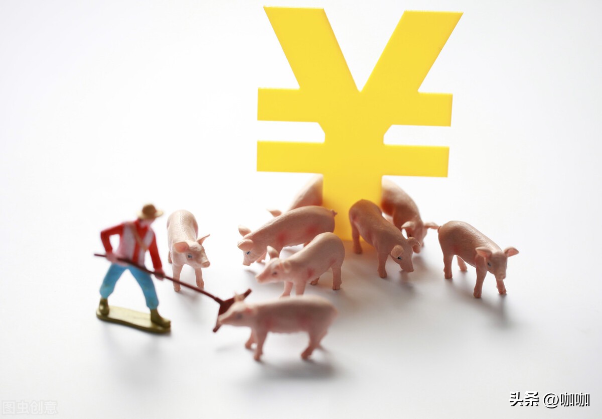 明日猪价开门红！2月1日止跌企稳，4省上涨，养殖户该出手吗？