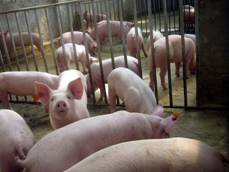 三元仔猪价格 今日最新报表