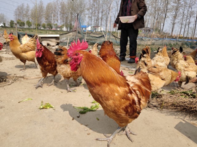 养殖户的“心头病”：鸡病为啥越来越难治？