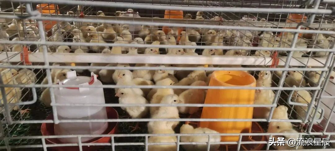 2026年1月26日鸡蛋价格行情参考